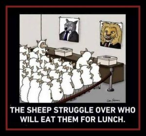 sheeple